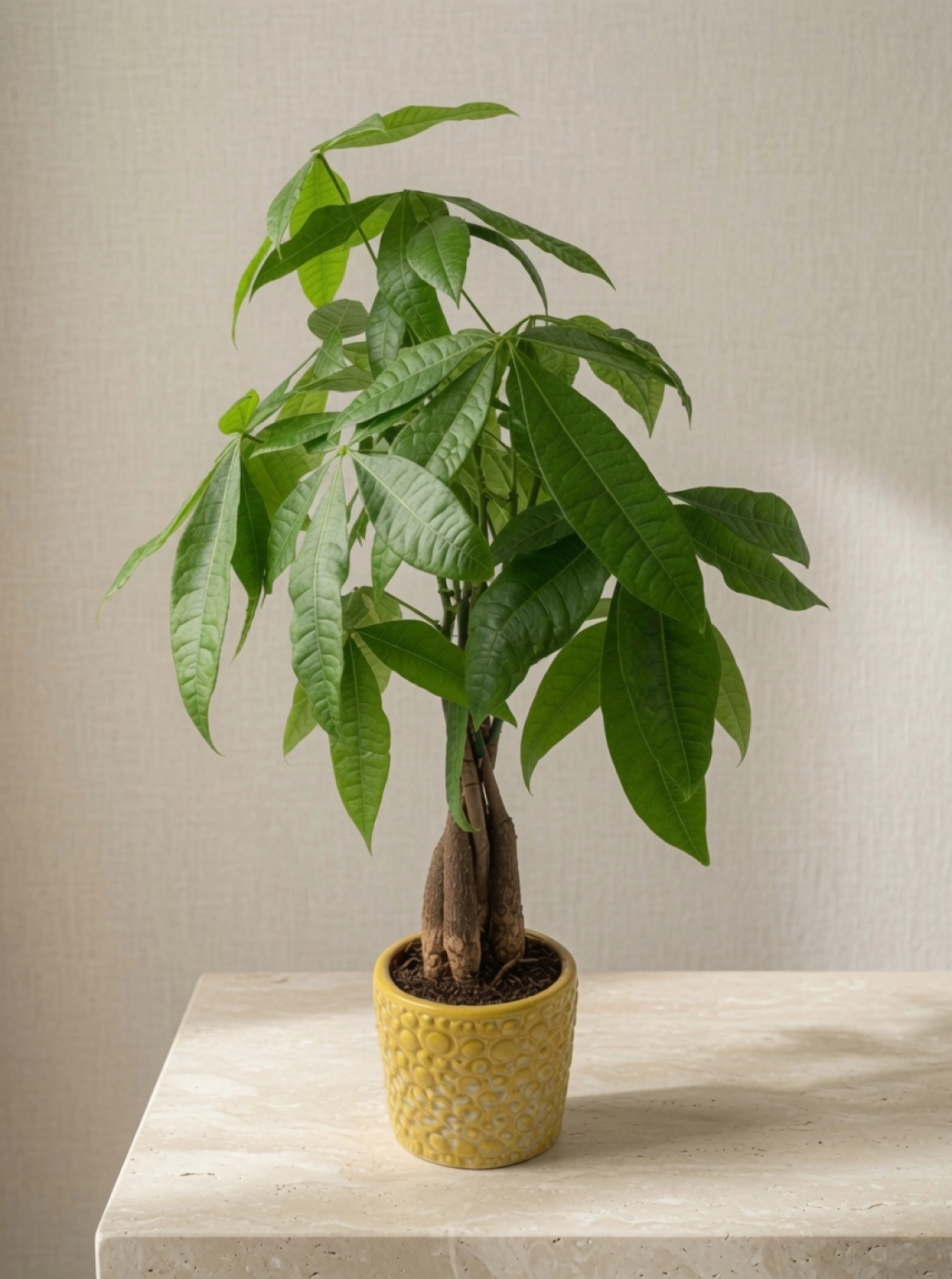 Pachira (Para Çiçeği) Küçük Saksı Çiçeği + Vazo 70 Cm
