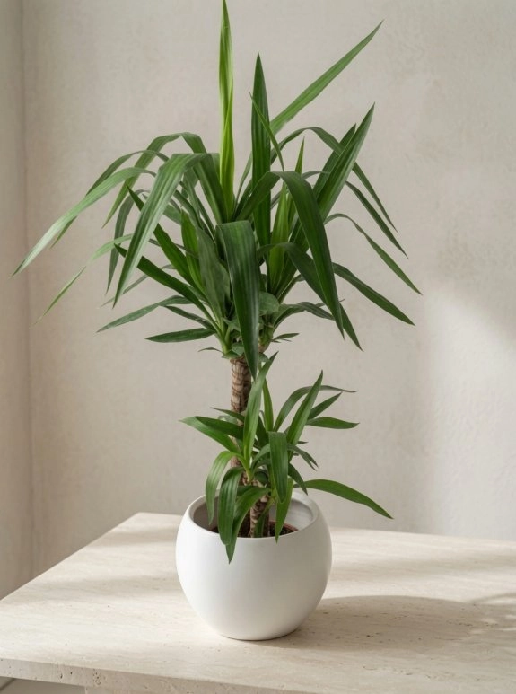 Yucca 2 Li Saksı Çiçeği 90 Cm