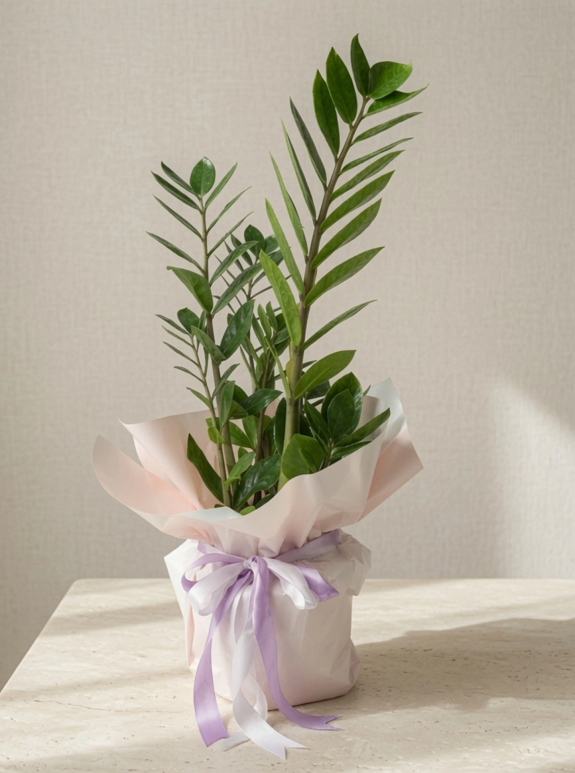 Zamioculcas Çiçeği Büyük Boy